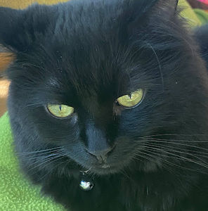 Meet your Posher, Kaylee